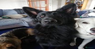 Mixed Breed dogs - Advert 16