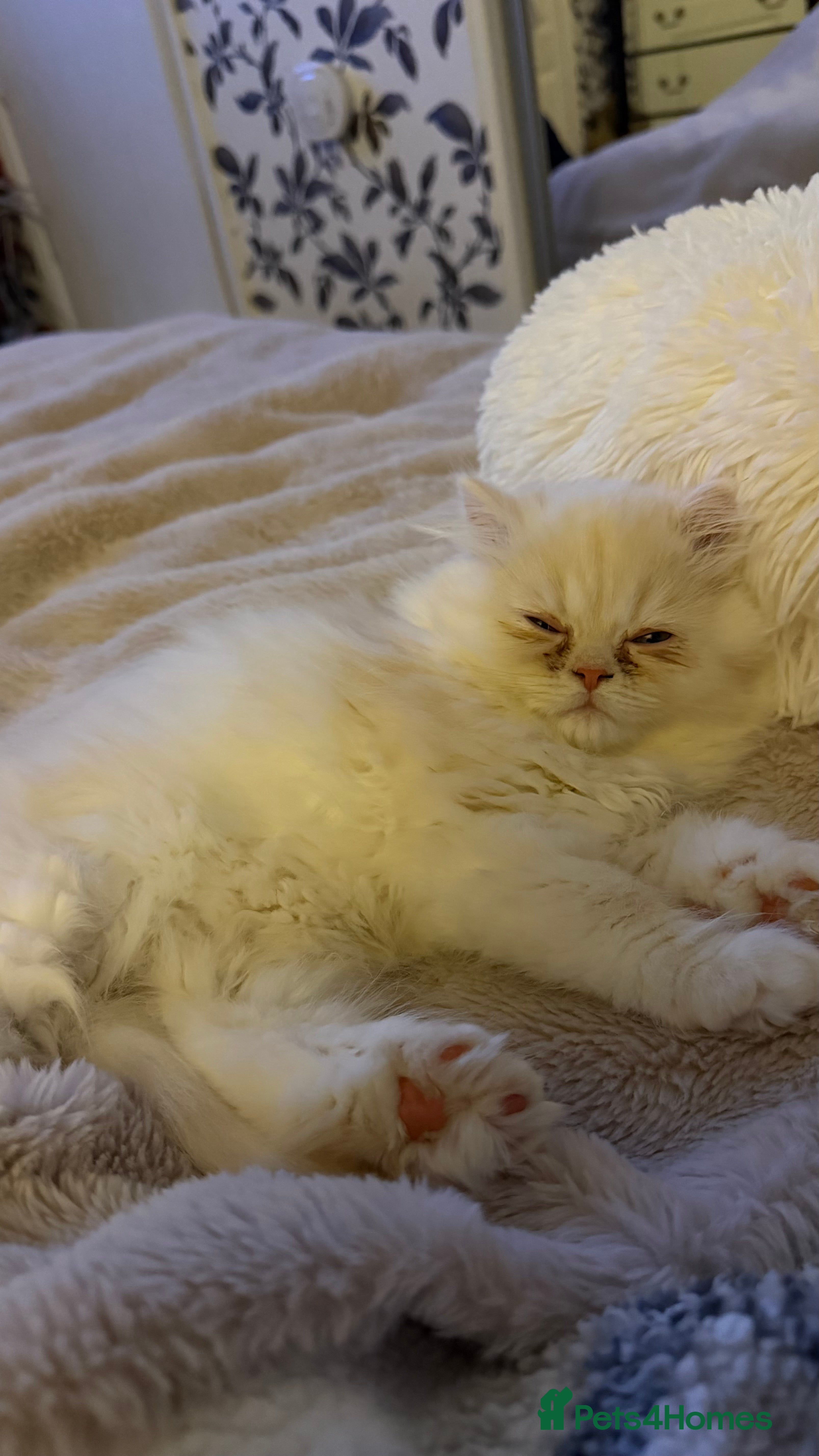 Persian cats Persian, Exotic Chinchilla Kittens  - Advert 5