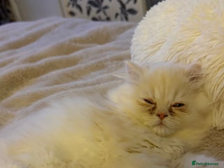 Persian cats Persian, Exotic Chinchilla Kittens ( 1 LEFT) - Advert 2