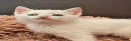 Mixed Breed cats for sale: ONLY ONE BOY WHITE KITTEN FOR SALE - Advert 1