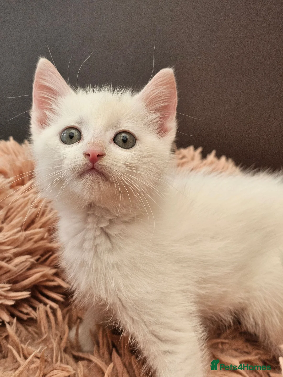 Mixed Breed cats for sale: ONLY ONE BOY WHITE KITTEN FOR SALE - Advert 1