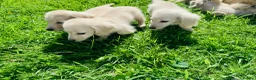 Miniature Dachshund dogs for sale: Cream/blonde long hair kc reg miniature dachshund  - Advert 9