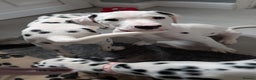 Dalmatian dogs for sale: Dalmatian puppies ready advert fully - Advert 8