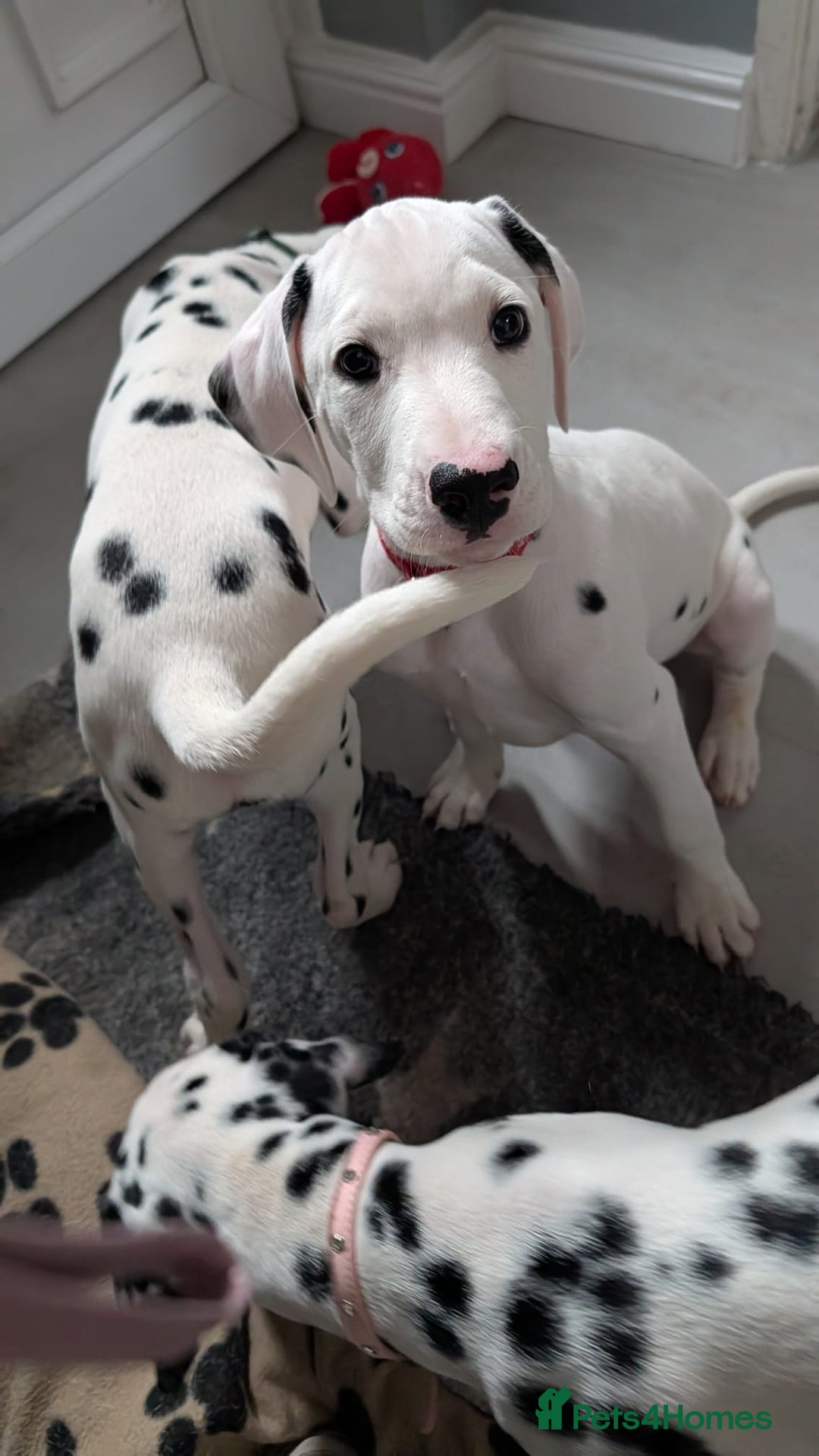Dalmatian dogs for sale: Dalmatian puppies ready advert fully - Advert 8
