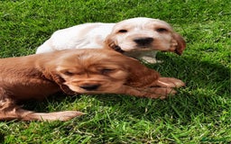 Cocker Spaniel dogs for sale: Cocker spaniel puppies  - Image 8