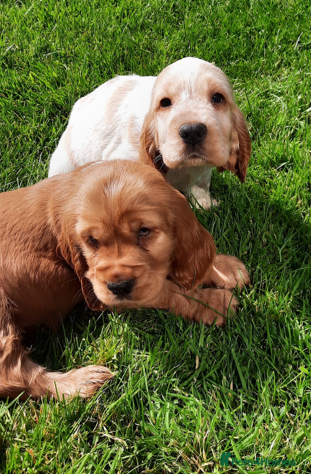 Cocker Spaniel dogs for sale: Cocker spaniel puppies  - Image 8