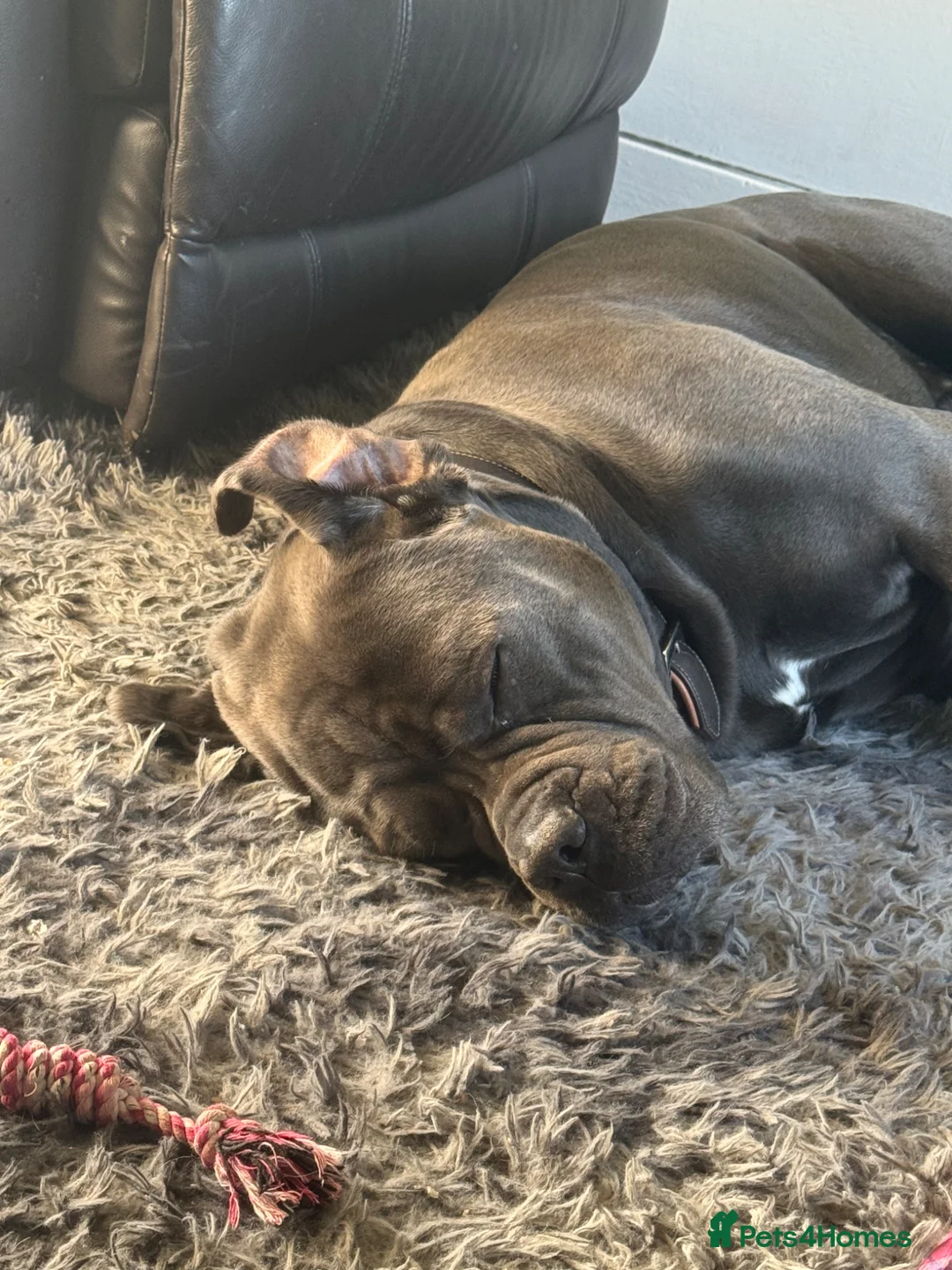 Cane Corso dogs for stud: TRIED AND TESTED! Male cane corso for stud - Advert 18