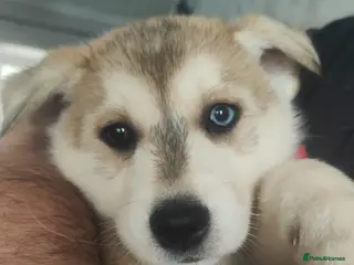 Siberian Husky dogs Friendly Siberian Husky Puppies - Advert 1