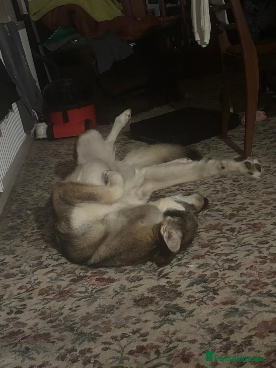 Mixed Breed dogs for sale: Luna the Czechoslovakian Wolf Dog in Stanford-le-Hope - Advert 7