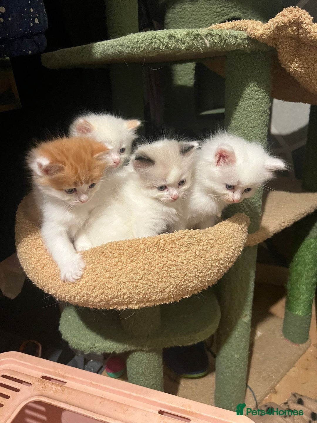 Ragdoll cats for sale: Half Ragdoll Kittens  - Advert 2