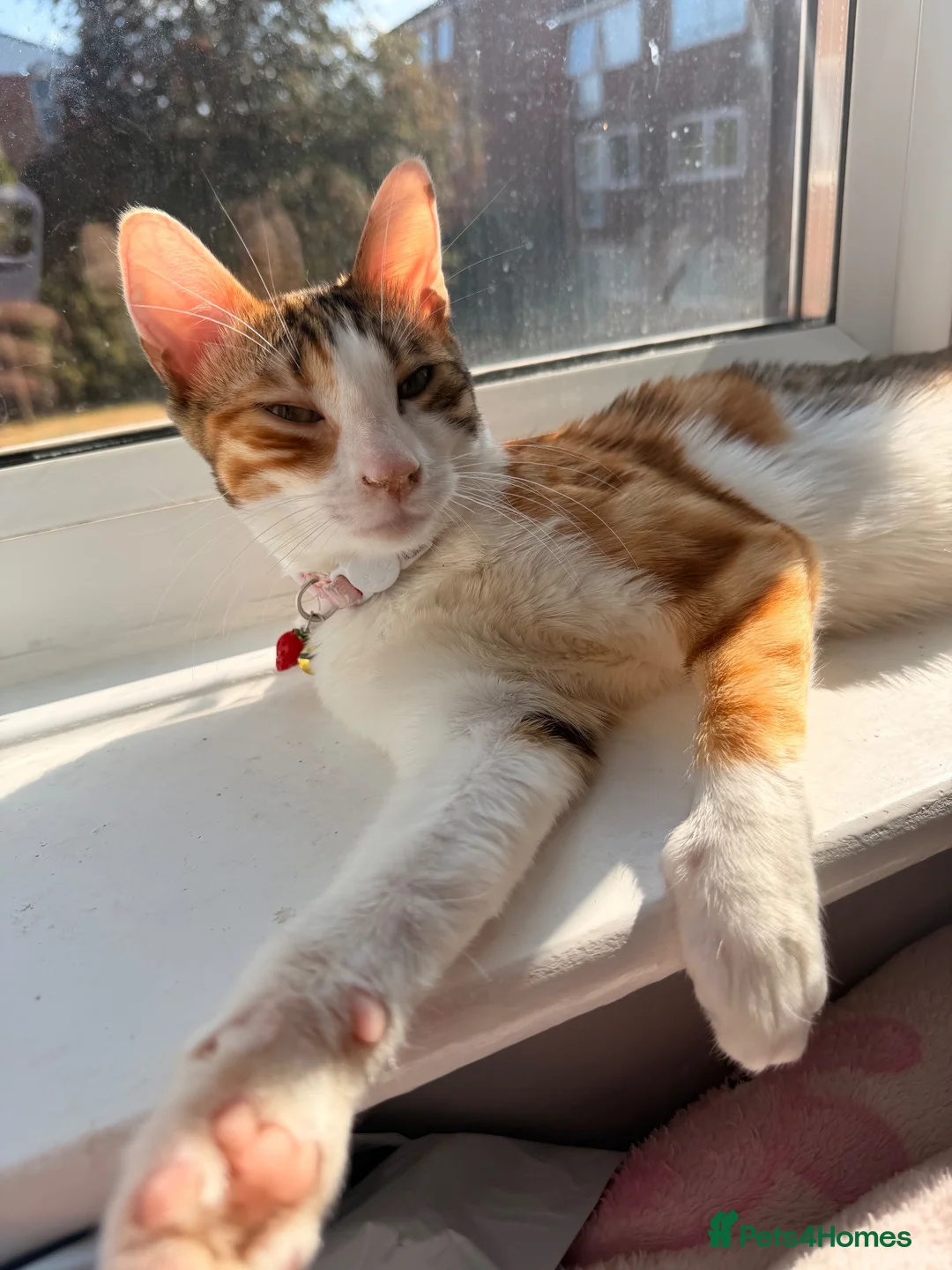 Mixed Breed cats for sale: Tink is a beautiful part tica bengal kitten  - Advert 2
