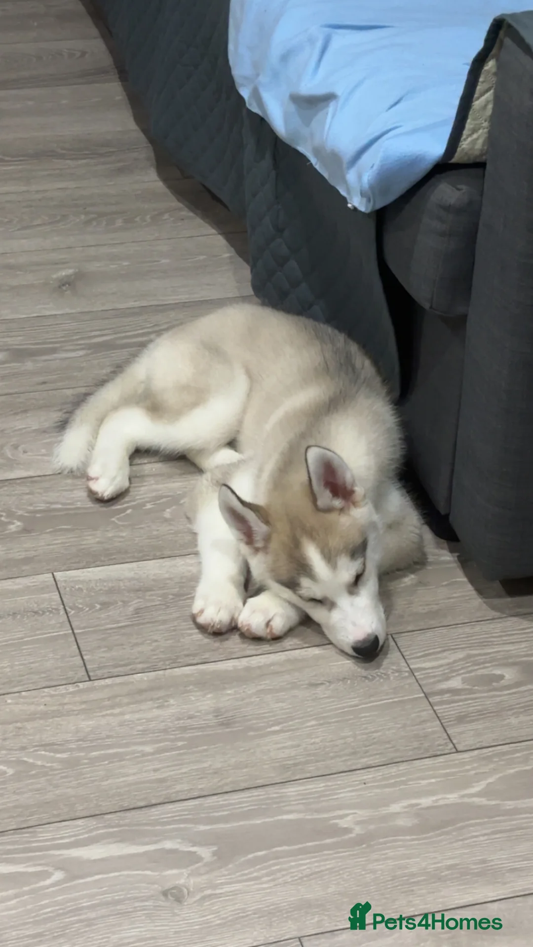Siberian Husky dogs for sale: Gorgeous calm baby boy - Advert 1