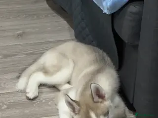 Siberian Husky dogs Gorgeous calm baby boy - Advert 1