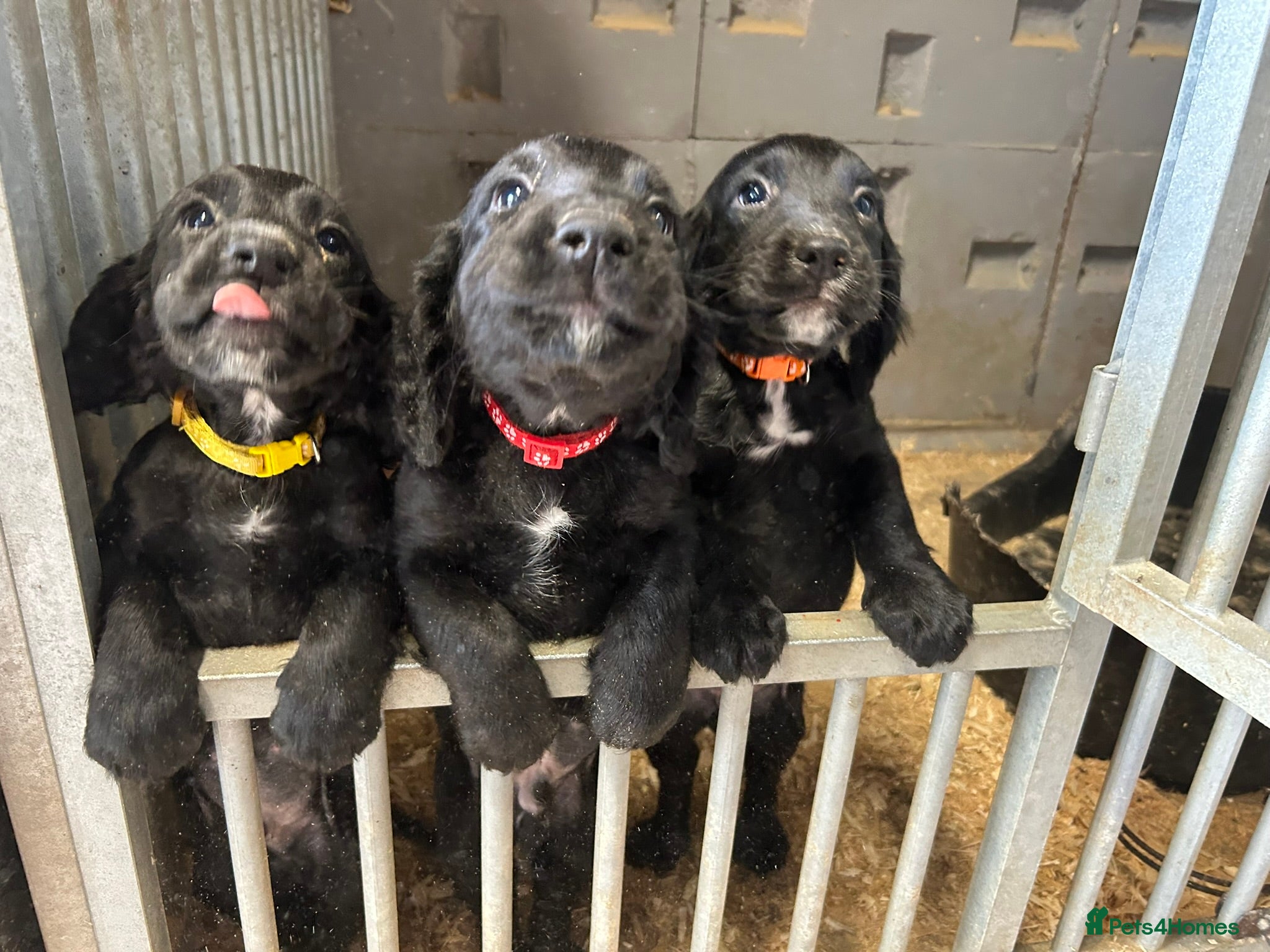 Cocker Spaniel dogs 4 Working Cocker Spaniel pups - excellent pedigree - Advert 2