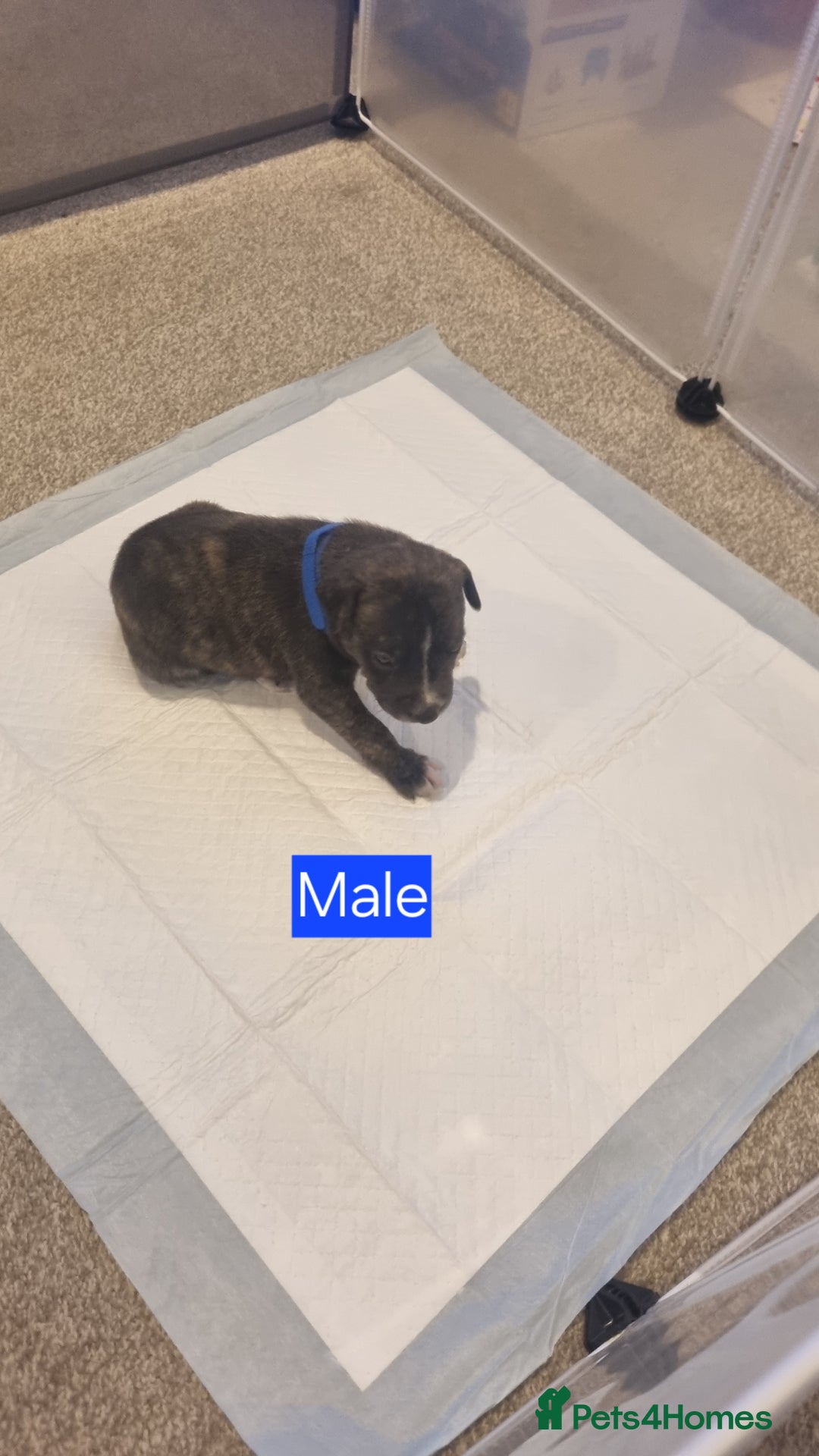 Mixed Breed dogs for sale: Staffy x Whippet puppies - Image 9