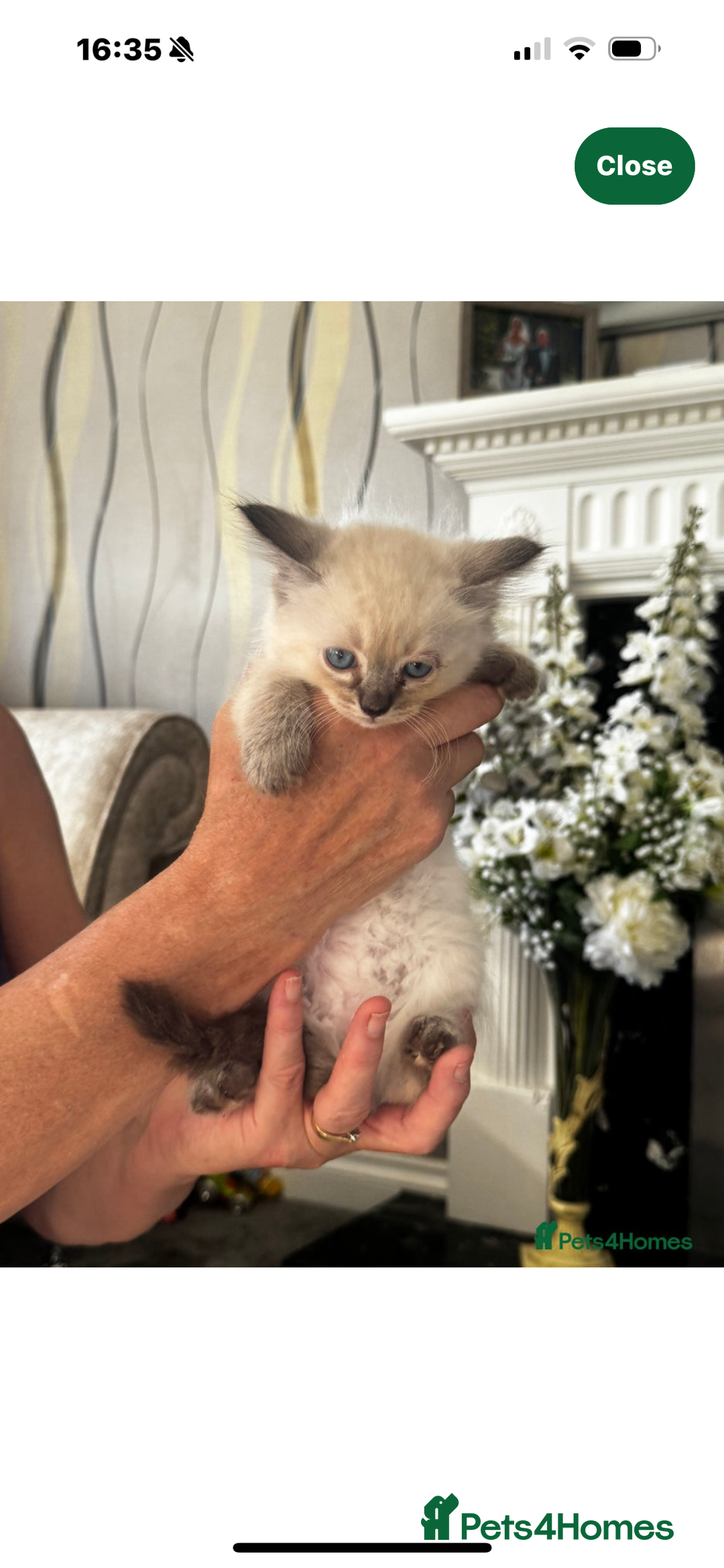 Ragdoll cats for sale: Ragdoll kitten - Image 7
