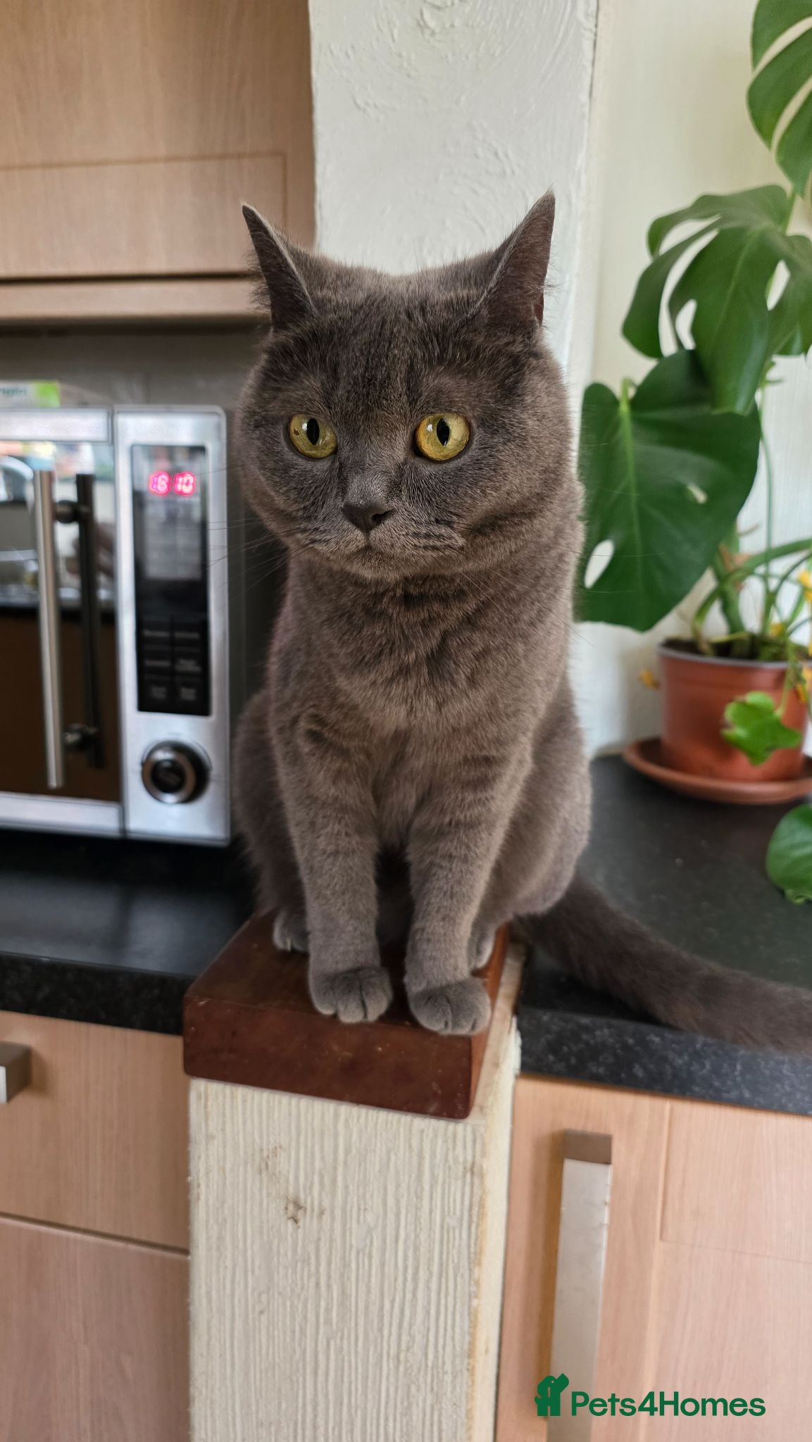British Shorthair cats PEDIGREE BSH SHORT HAIR - Advert 1