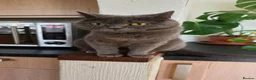 British Shorthair cats for sale: PEDIGREE BSH SHORT HAIR - Advert 1