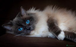 Mixed Breed cats for sale: Red Ginger fluffy kitten boy mix Ragdoll Siberian  - Image 10