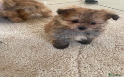 Pomapoo dogs for sale: Pomapoo puppies  - Advert 3