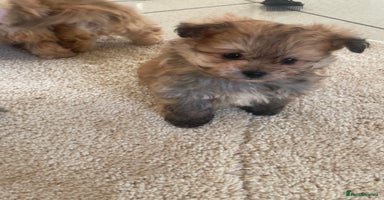 Pomapoo dogs Pomapoo puppies  - Advert 2