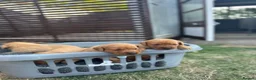 Labrador Retriever dogs for sale: Beautiful KC litter of Labrador’s  in Poole - Advert 6
