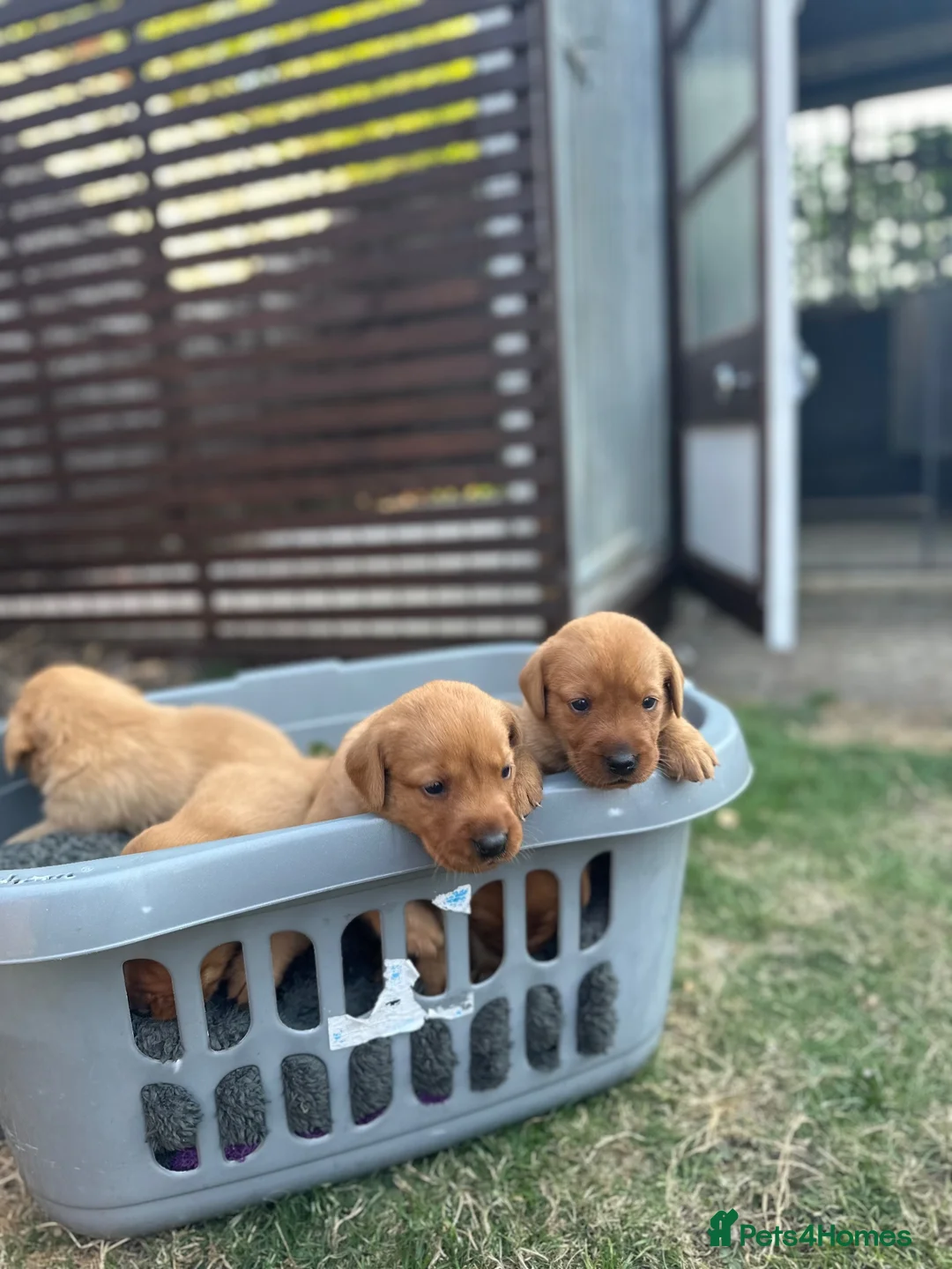 Labrador Retriever dogs for sale: Beautiful KC litter of Labrador’s  in Poole - Advert 6