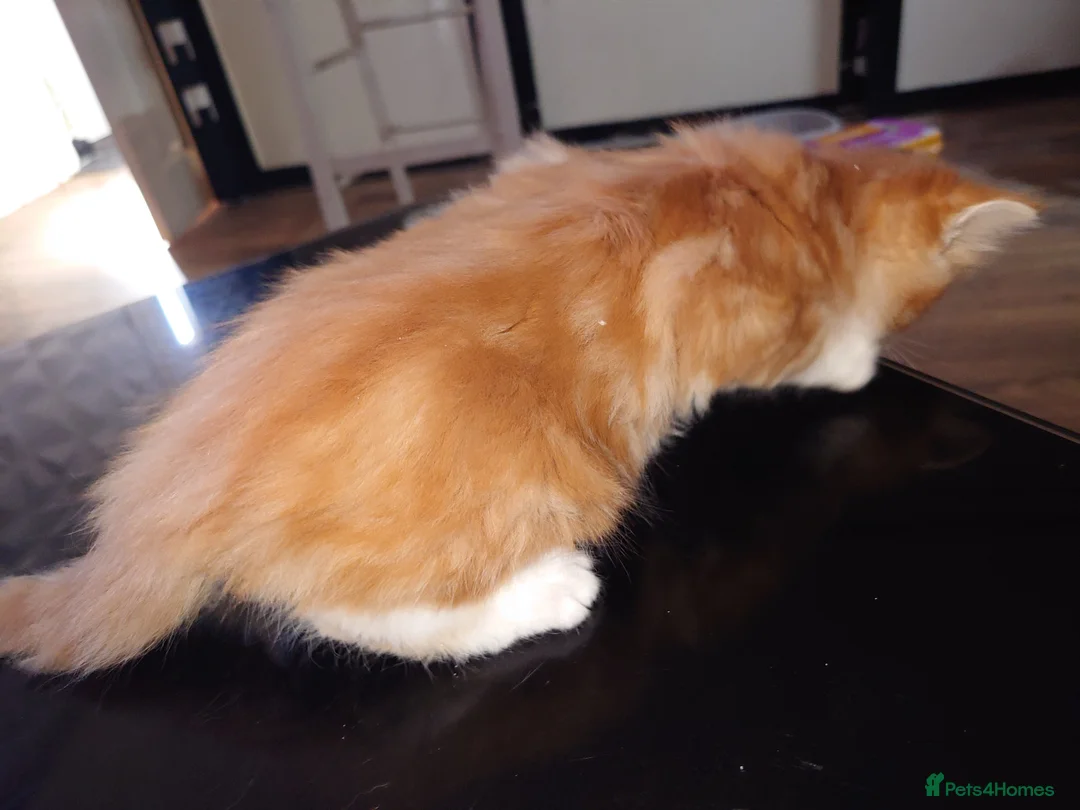 Mixed Breed cats for sale: Maine Coon mixed - Advert 13