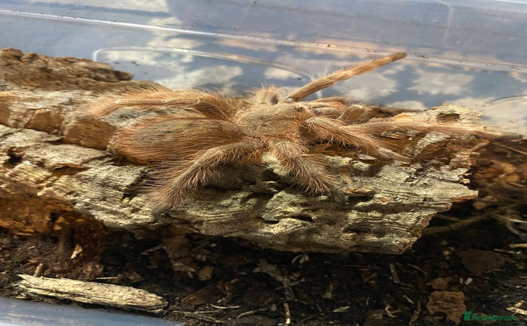 Mixed Breed invertebrates - Advert 5