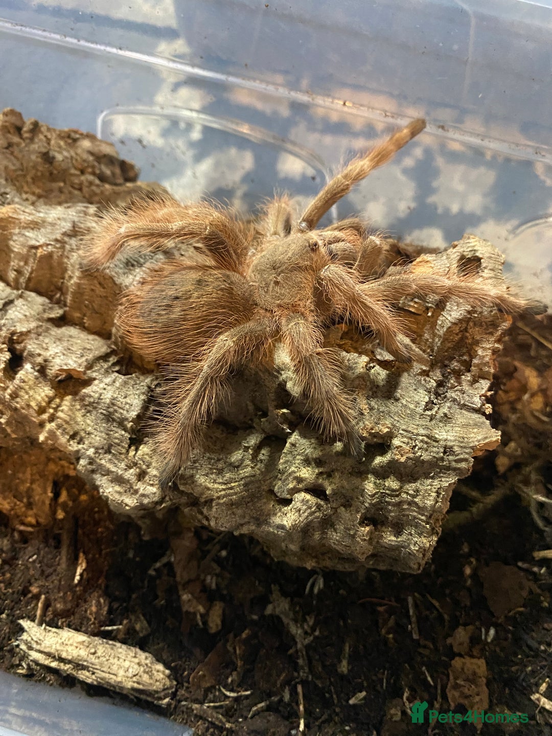 Mixed Breed invertebrates for sale: Tarantulas, Millipedes, Mantises, Isopods  - Image 2