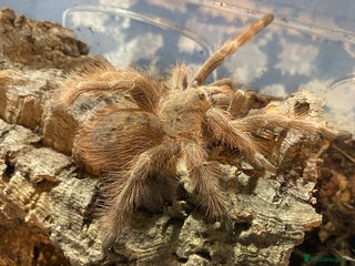 Mixed Breed invertebrates - Advert 1