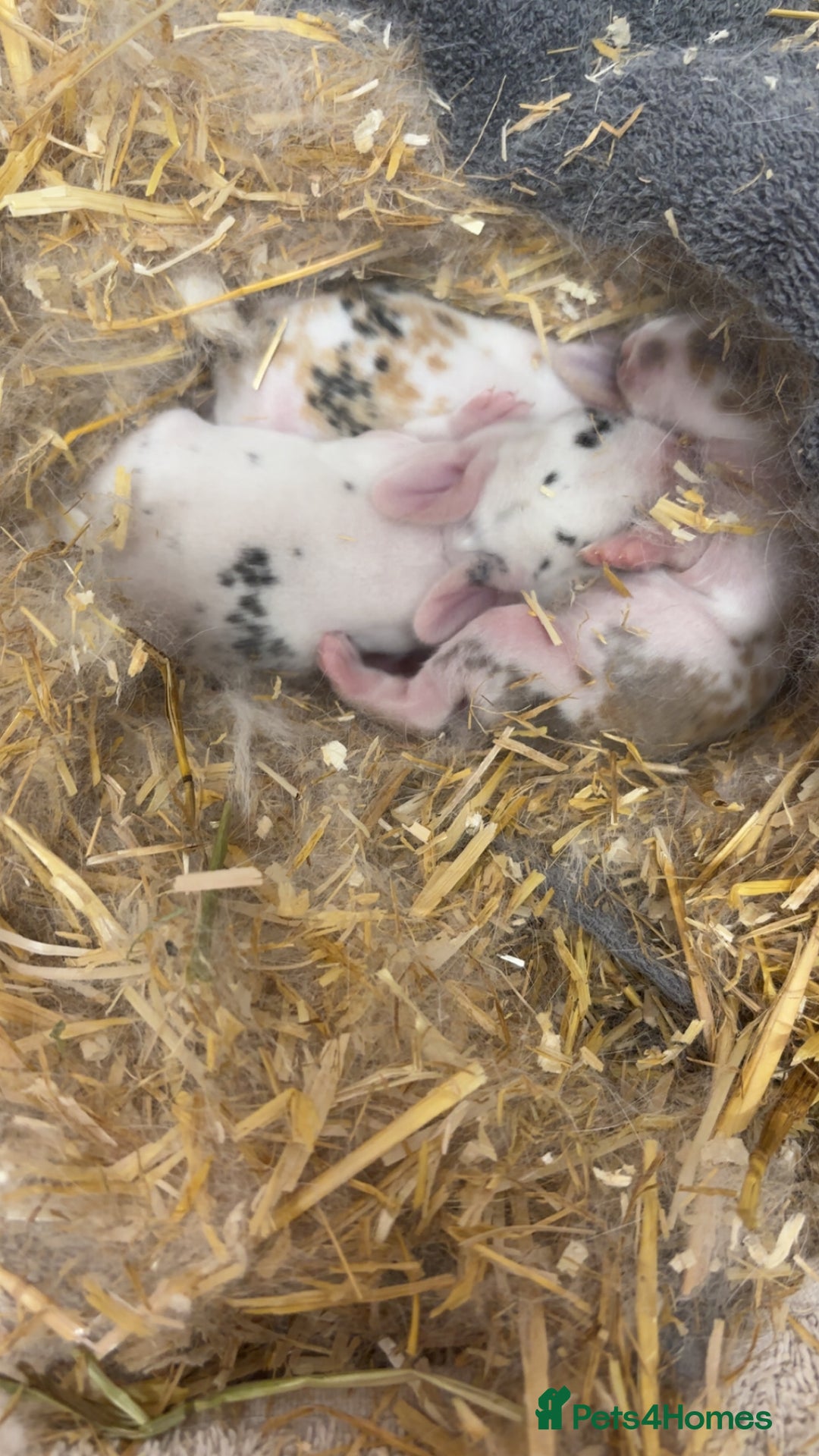 Mini Lop rabbits for sale: 3 mini lops for sale  - Advert 2