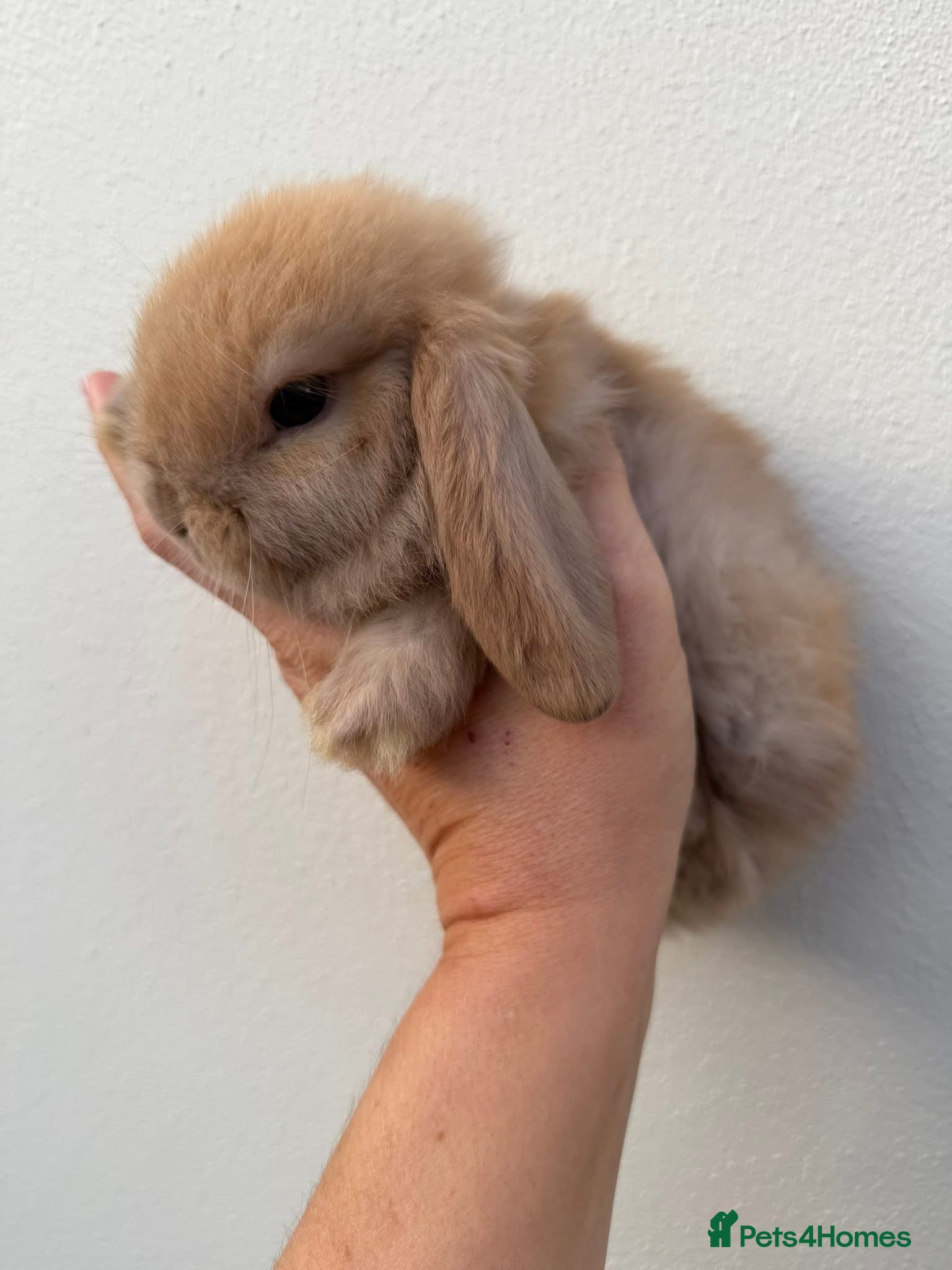 Mini Lop rabbits Purebred choc torte Buck available now  - Advert 8