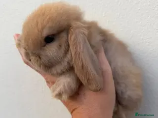 Mini Lop rabbits Purebred choc torte Buck available now - Advert 8
