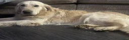 Goldador dogs for sale: Beautiful goldadors - Advert 4