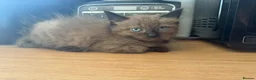 Ragdoll cats for sale: Rag doll cross Bengal kittens  - Advert 4