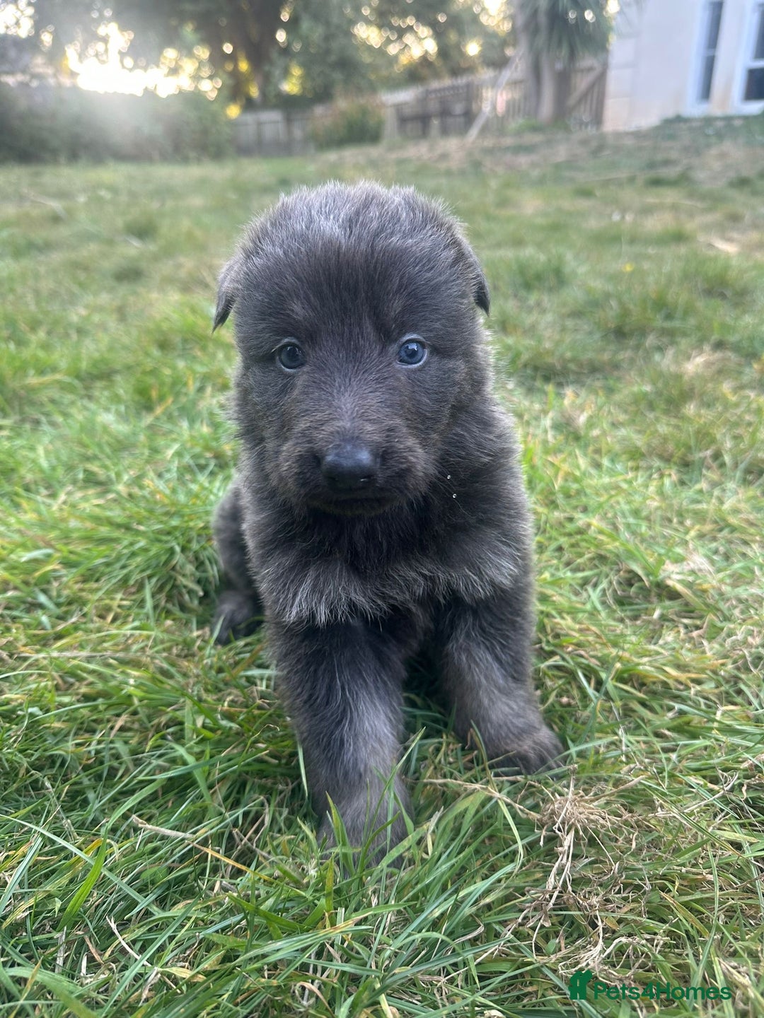 German Shepherd dogs for sale: German Shepherd Puppies  - Image 6