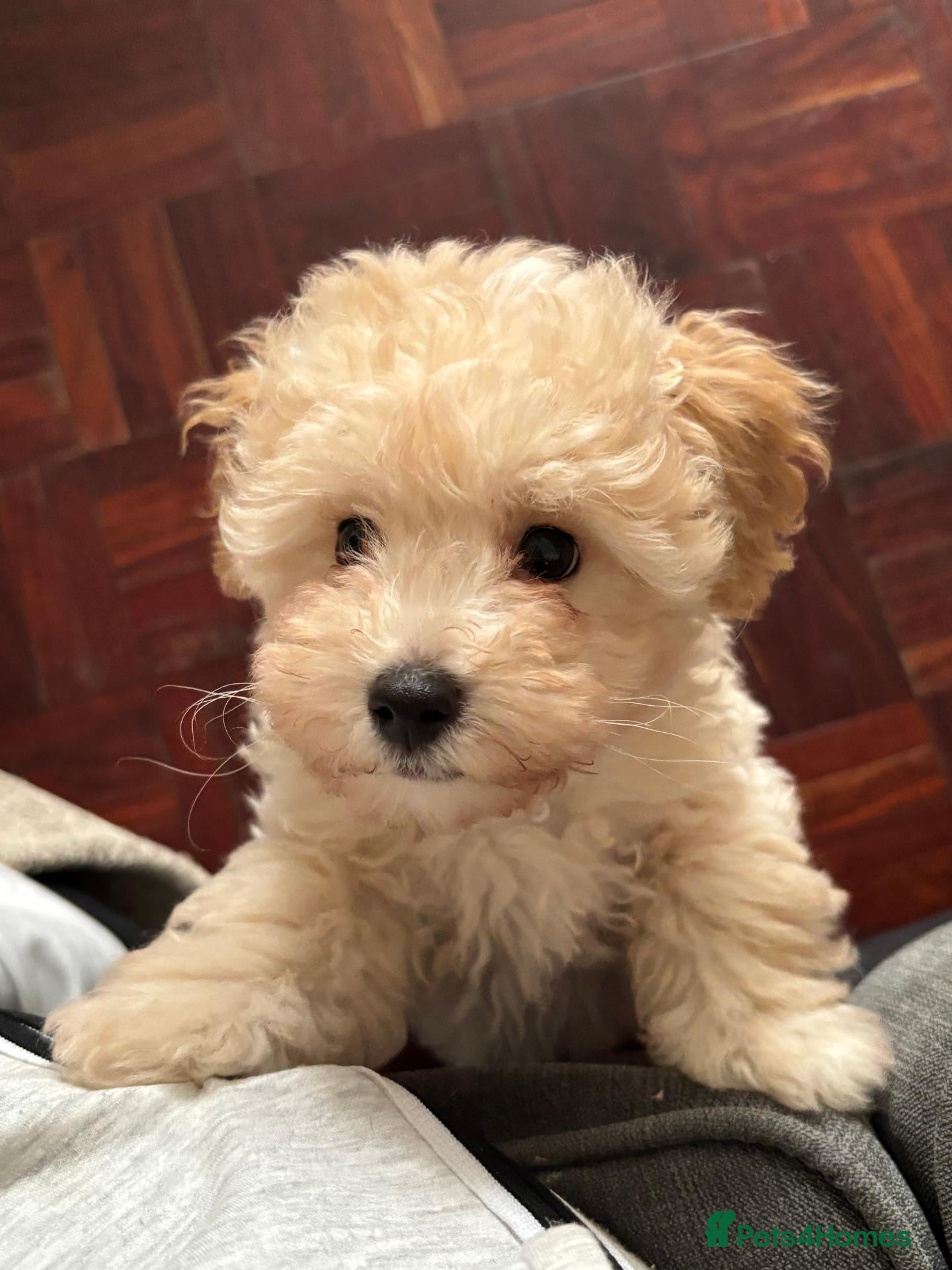 Toy Poodle dogs Asian Fusion - Advert 2