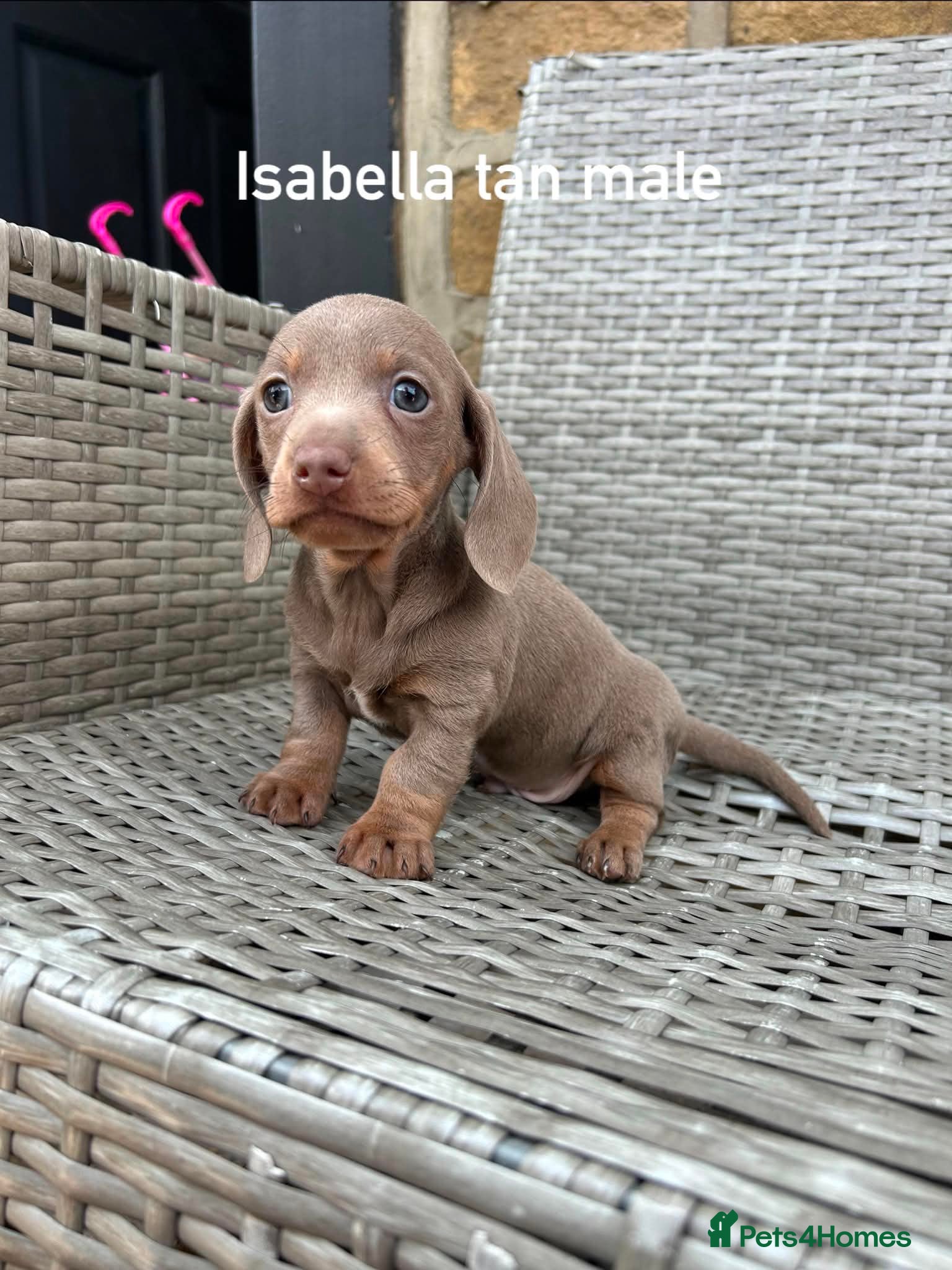 Miniature Dachshund dogs Miniature dachsunds - Advert 16