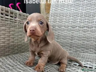 Miniature Dachshund dogs Miniature dachsunds - Advert 16