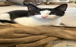 Domestic Shorthair cats for sale: Kitten looking for forever home - Image 1