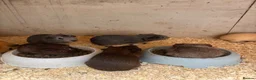 Guinea Pig rodents for sale: Baby guinea pigs  - Advert 19