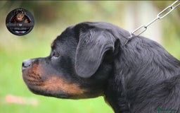 Rottweiler dogs for sale: Top KC Registered Rottweiler Puppies For Sale - Image 23