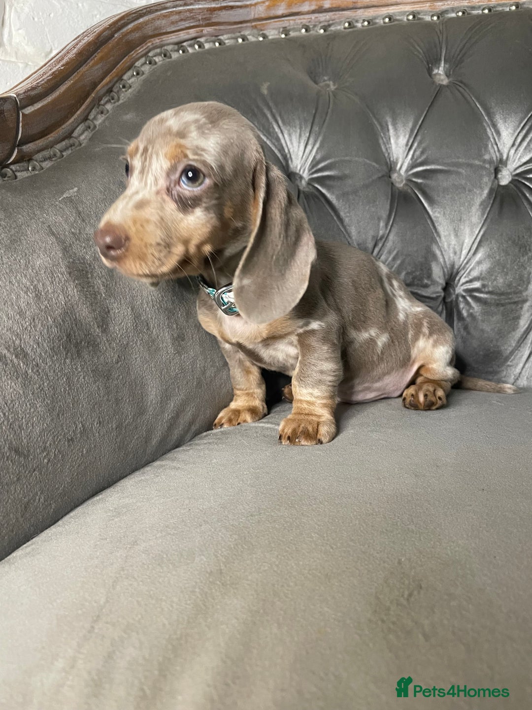 Miniature Dachshund dogs for sale: Miniature Dachshund Puppies ONE LEFT - Image 6