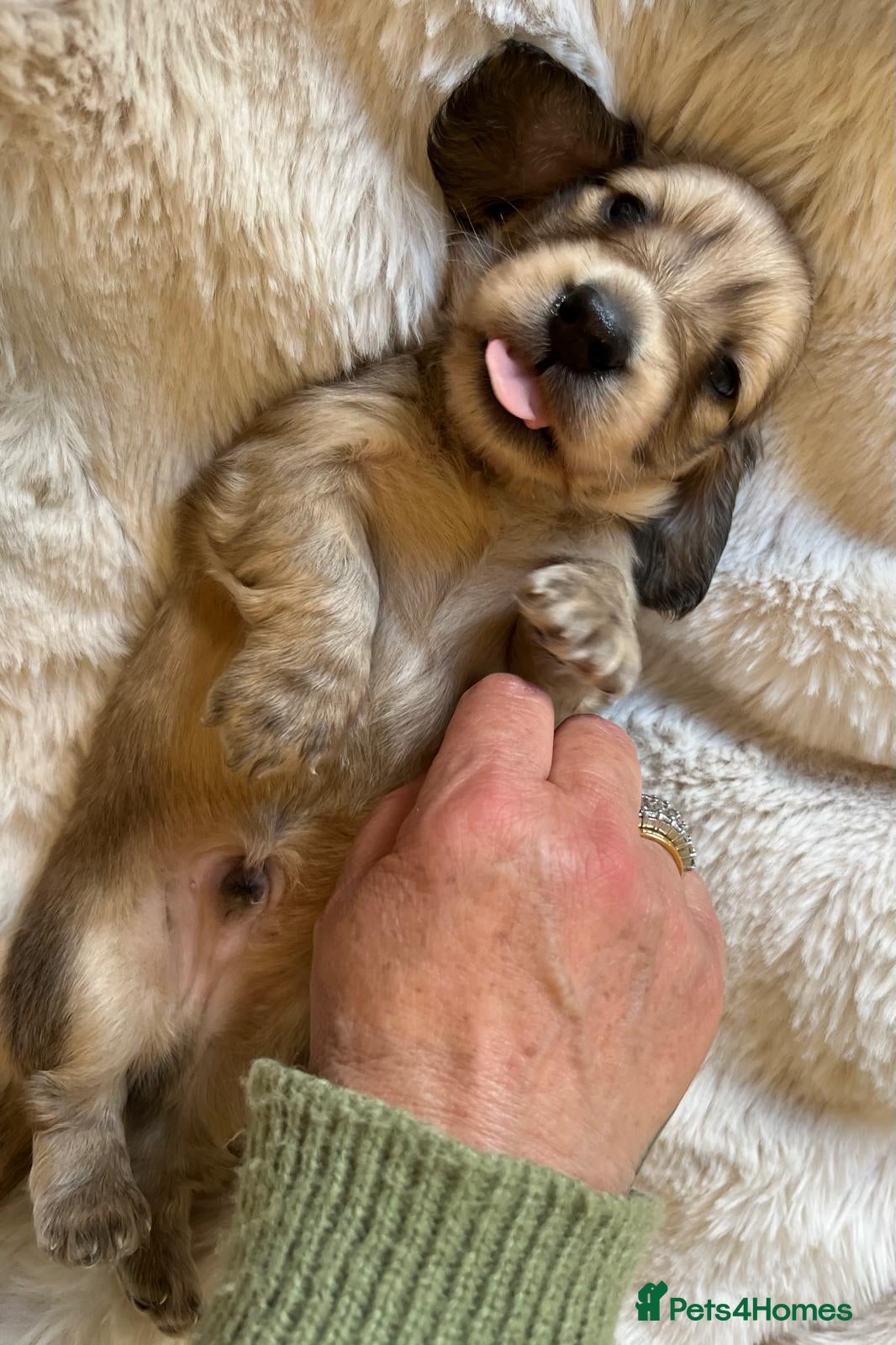 Miniature Dachshund dogs Longhaired English Cream Miniature Dachshunds - Advert 16