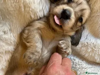 Miniature Dachshund dogs Longhaired English Cream Miniature Dachshunds - Advert 16