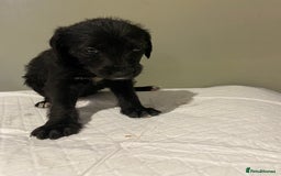 Mixed Breed dogs for sale: Bedlington x whippet  - Image 4