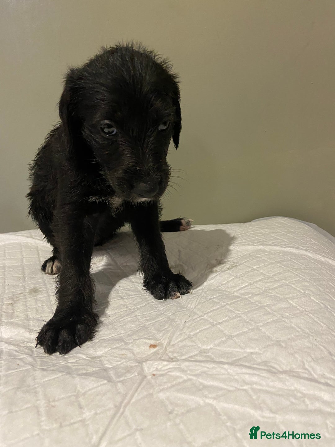 Mixed Breed dogs for sale: Bedlington x whippet  - Image 4