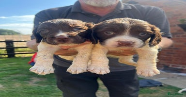 English Springer Spaniel dogs - Advert 4
