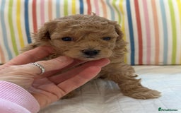 Toy Poodle dogs for sale: Tiny toy poodle boys  - Advert 32